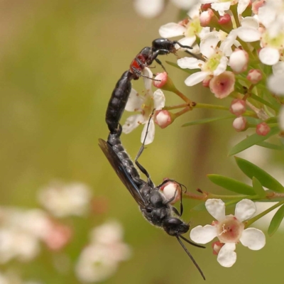 Rhagigaster ephippiger (Smooth flower wasp) at O'Connor, ACT - 26 Dec 2023 by ConBoekel