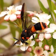 Pterygophorus cinctus (Bottlebrush sawfly) at O'Connor, ACT - 26 Dec 2023 by ConBoekel