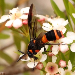 Pterygophorus cinctus at O'Connor, ACT - 26 Dec 2023