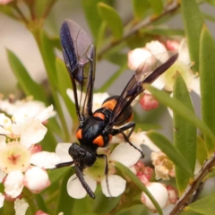 Pterygophorus cinctus at O'Connor, ACT - 26 Dec 2023