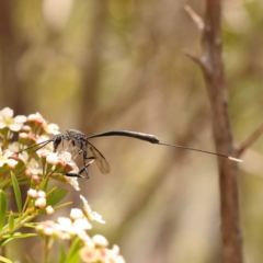 Gasteruption sp. (genus) (Gasteruptiid wasp) at O'Connor, ACT - 26 Dec 2023 by ConBoekel