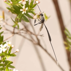 Gasteruption sp. (genus) at O'Connor, ACT - 26 Dec 2023