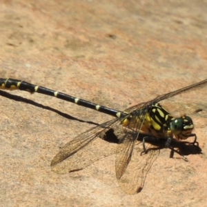 Hemigomphus gouldii at Wingecarribee Local Government Area - 22 Dec 2023 02:29 PM