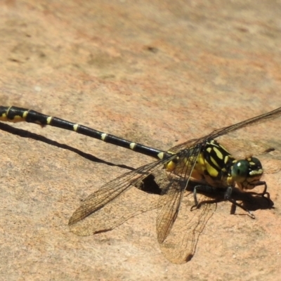 Hemigomphus gouldii (Southern Vicetail) at Mittagong - 22 Dec 2023 by GlossyGal
