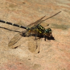 Hemigomphus gouldii at Wingecarribee Local Government Area - 22 Dec 2023 02:29 PM