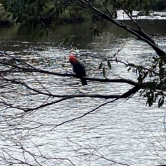 Callocephalon fimbriatum (Gang-gang Cockatoo) at Crackenback, NSW - 26 Dec 2023 by Mavis