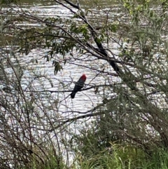 Callocephalon fimbriatum at Crackenback, NSW - suppressed