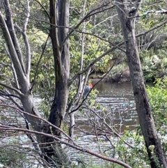 Callocephalon fimbriatum at Crackenback, NSW - suppressed