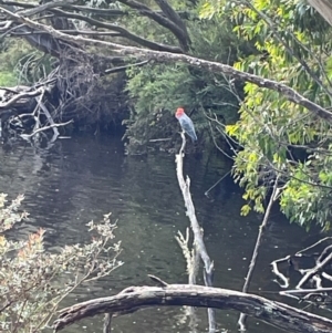 Callocephalon fimbriatum at Crackenback, NSW - suppressed