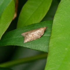 Meritastis ursina (A Tortricid moth) at Downer, ACT - 26 Dec 2023 by RobertD