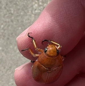 Anoplognathus porosus at Wright, ACT - 27 Dec 2023