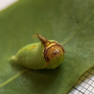 Pseudanapaea transvestita at City Renewal Authority Area - 27 Dec 2023