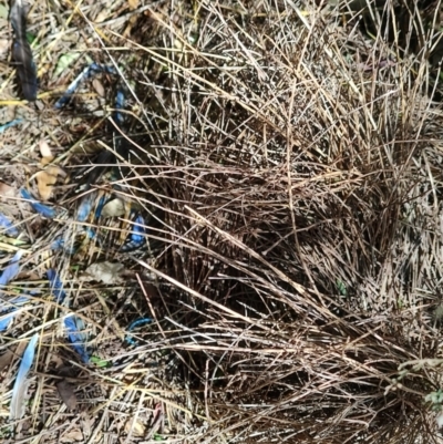 Ptilonorhynchus violaceus (Satin Bowerbird) at Colac Colac, VIC - 26 Dec 2023 by LyndalT