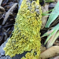 Unidentified Lichen at Colac Colac, VIC - 26 Dec 2023 by LyndalT