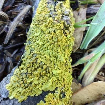 Unidentified Lichen at Colac Colac, VIC - 27 Dec 2023 by LyndalT