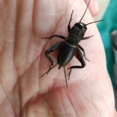 Teleogryllus commodus (Black Field Cricket) at Colac Colac, VIC - 26 Dec 2023 by LyndalT