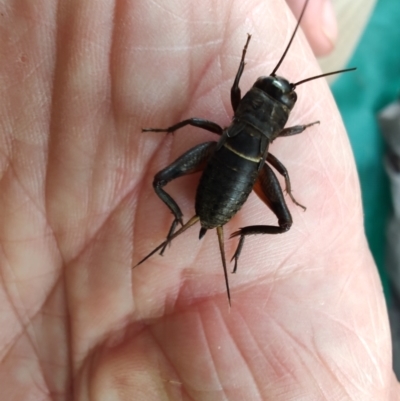 Teleogryllus commodus (Black Field Cricket) at Colac Colac, VIC - 26 Dec 2023 by LyndalT