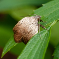 Tortricopsis pyroptis (A Concealer moth (Wingia Group)) at Downer, ACT - 26 Dec 2023 by RobertD