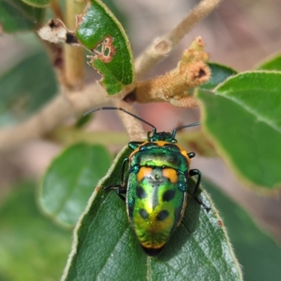 Scutiphora pedicellata (Metallic Jewel Bug) at Acton, ACT - 26 Dec 2023 by RobynHall