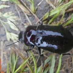 Pachycoelia sp. (genus) (A darkling beetle) at QPRC LGA - 17 Nov 2021 by arjay