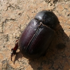 Onthophagus sp. (genus) at Charleys Forest, NSW - 17 Nov 2021 by arjay