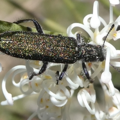 Eleale aspera (Clerid beetle) at Charleys Forest, NSW - 18 Nov 2021 by arjay