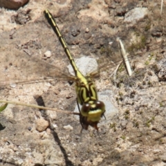 Austrogomphus guerini (Yellow-striped Hunter) at Fitzroy Falls, NSW - 22 Dec 2023 by JanHartog