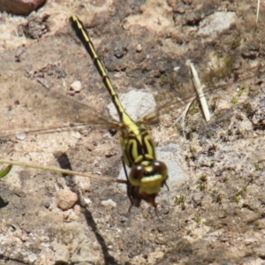 Austrogomphus guerini at Wingecarribee Local Government Area - 23 Dec 2023