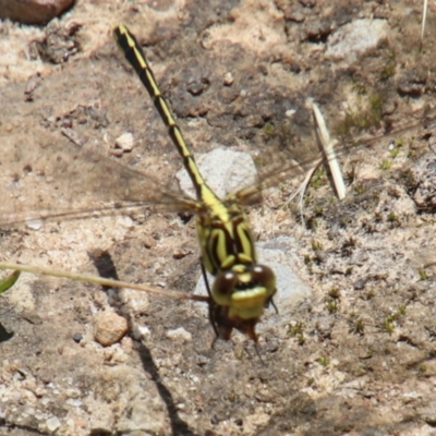 Austrogomphus guerini (Yellow-striped Hunter) at Fitzroy Falls - 22 Dec 2023 by JanHartog