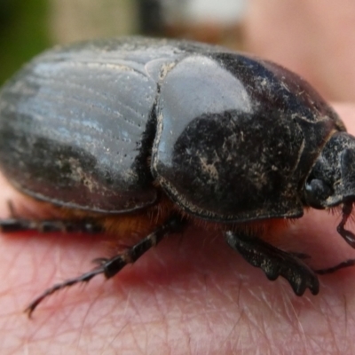 Dynastinae (subfamily) (Unidentified rhinoceros or elephant beetle) at Charleys Forest, NSW - 9 Feb 2022 by arjay