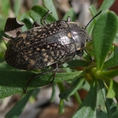 Lepispilus sp. (genus) (Yellow-spotted darkling beetle) at Mongarlowe River - 16 Oct 2022 by arjay