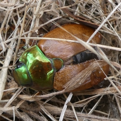 Anoplognathus sp. (genus) (Unidentified Christmas beetle) at Mongarlowe River - 5 Jan 2023 by arjay