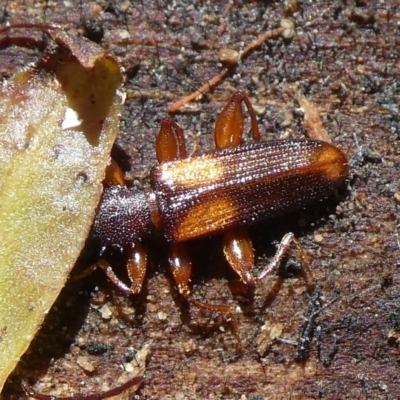 Macrohyliota militaris (Flat bark beetle) at Mongarlowe River - 31 Jan 2023 by arjay