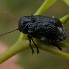 Aporocera (Aporocera) scabrosa (Leaf beetle) at QPRC LGA - 27 Mar 2023 by arjay