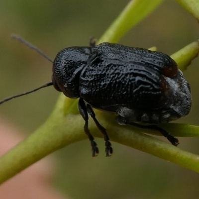 Aporocera (Aporocera) scabrosa (Leaf beetle) at Charleys Forest, NSW - 27 Mar 2023 by arjay