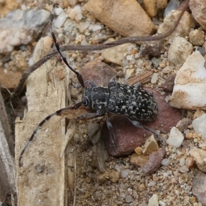 Ancita sp. (genus) at QPRC LGA - 6 Apr 2023