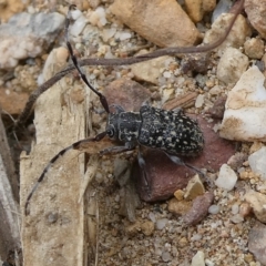 Ancita sp. (genus) (Longicorn or longhorn beetle) at Charleys Forest, NSW - 6 Apr 2023 by arjay