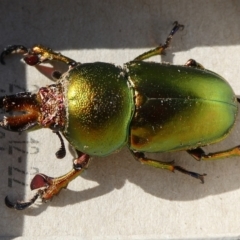 Lamprima aurata (Golden stag beetle) at Charleys Forest, NSW - 17 Jul 2023 by arjay