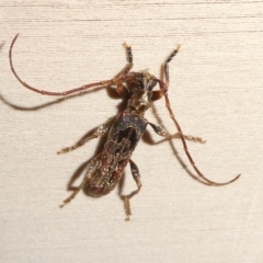 Tessaromma undatum (Velvet eucalypt longhorn beetle) at Charleys Forest, NSW - 24 Jun 2023 by arjay