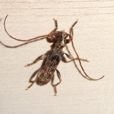 Tessaromma undatum (Velvet eucalypt longhorn beetle) at Mongarlowe River - 24 Jun 2023 by arjay