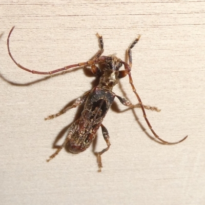 Tessaromma undatum (Velvet eucalypt longhorn beetle) at Charleys Forest, NSW - 24 Jun 2023 by arjay