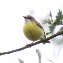 Gerygone olivacea (White-throated Gerygone) at Alpine - 26 Dec 2023 by JanHartog