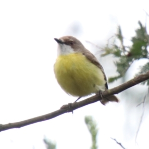 Gerygone olivacea at Wingecarribee Local Government Area - 27 Dec 2023