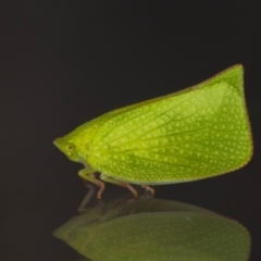 Siphanta acuta (Green planthopper, Torpedo bug) at QPRC LGA - 25 Dec 2023 by MarkT