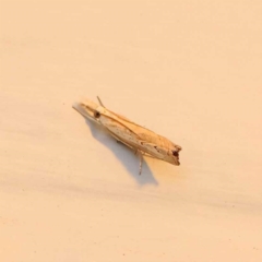 Culladia cuneiferellus (Crambinae moth) at Turner, ACT - 26 Dec 2023 by ConBoekel