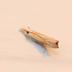 Culladia cuneiferellus at Turner, ACT - 26 Dec 2023