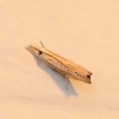 Culladia cuneiferellus at Turner, ACT - 26 Dec 2023