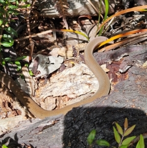 Pygopus lepidopodus at Evans Head, NSW - 27 Dec 2023