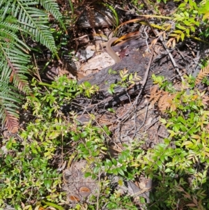 Pygopus lepidopodus at Evans Head, NSW - 27 Dec 2023