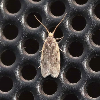 Hofmannophila pseudospretella (Brown House Moth) at Turner, ACT - 26 Dec 2023 by ConBoekel